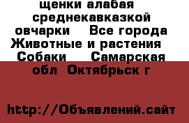 щенки алабая ( среднекавказкой овчарки) - Все города Животные и растения » Собаки   . Самарская обл.,Октябрьск г.